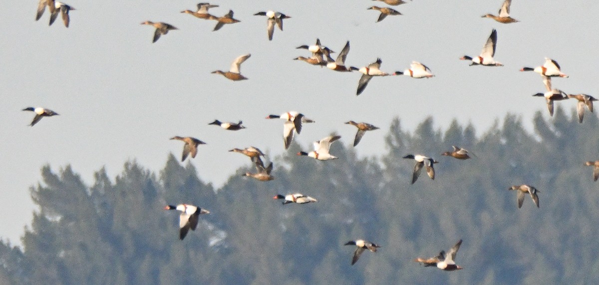 Common Shelduck - ML641409398