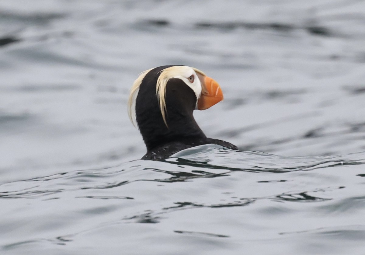 Tufted Puffin - ML641409412