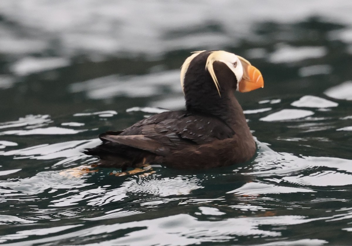 Tufted Puffin - ML641409413