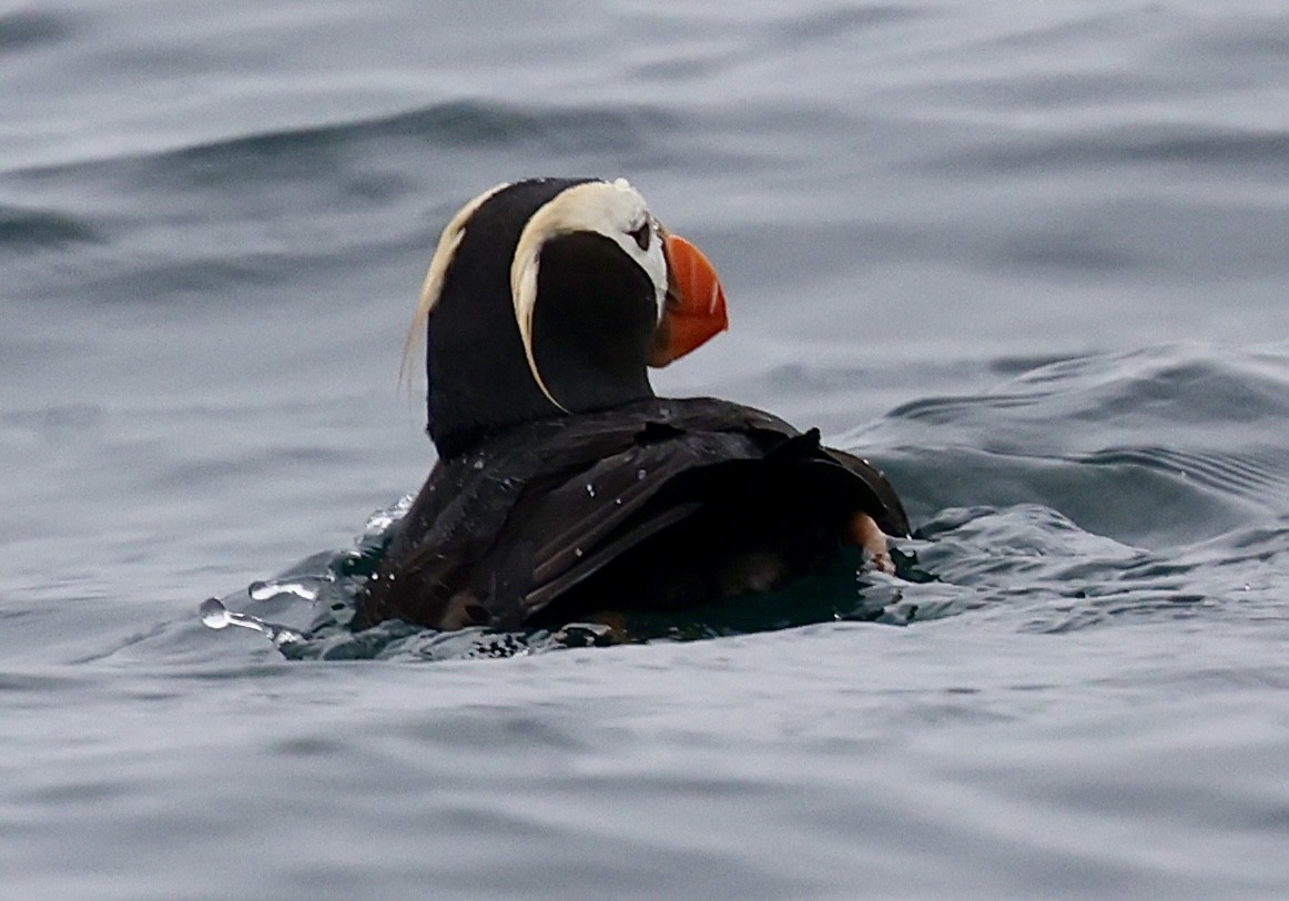 Tufted Puffin - ML641409414