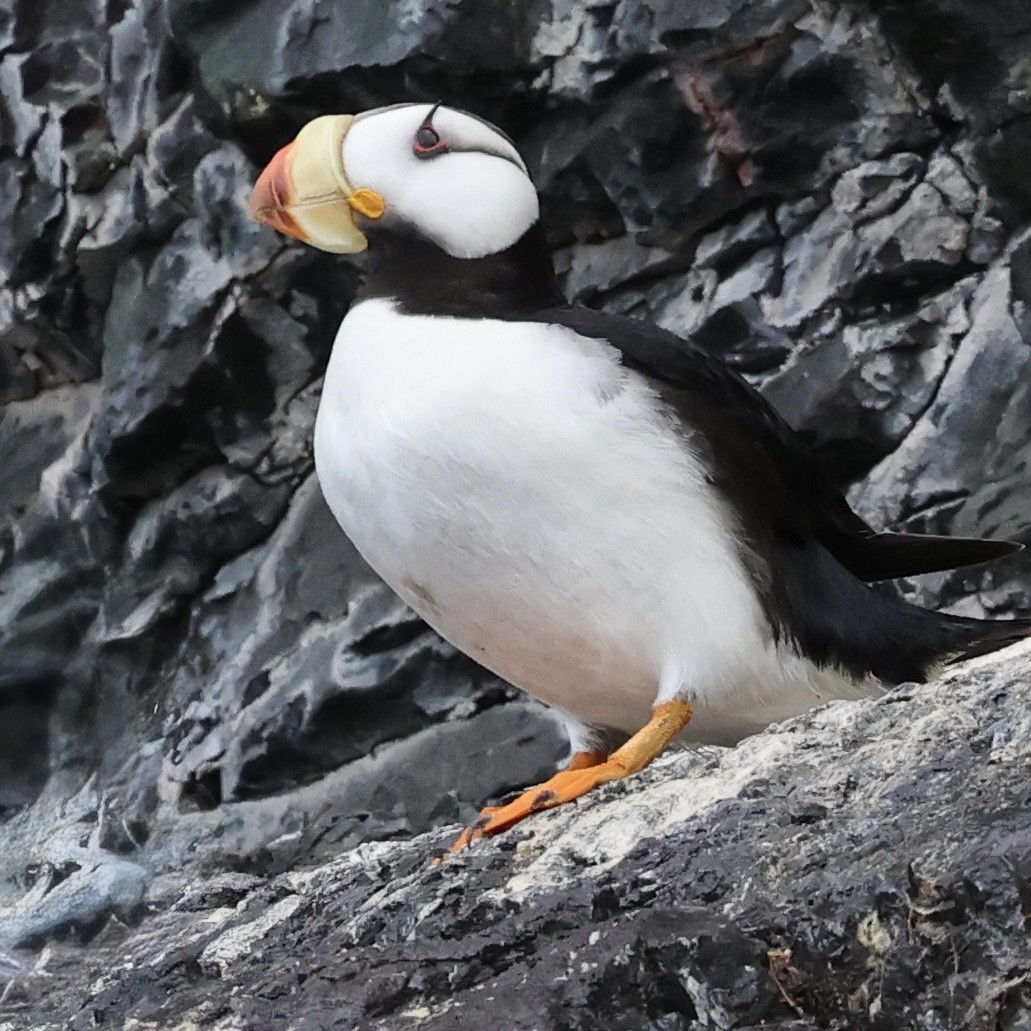 Horned Puffin - ML641409425
