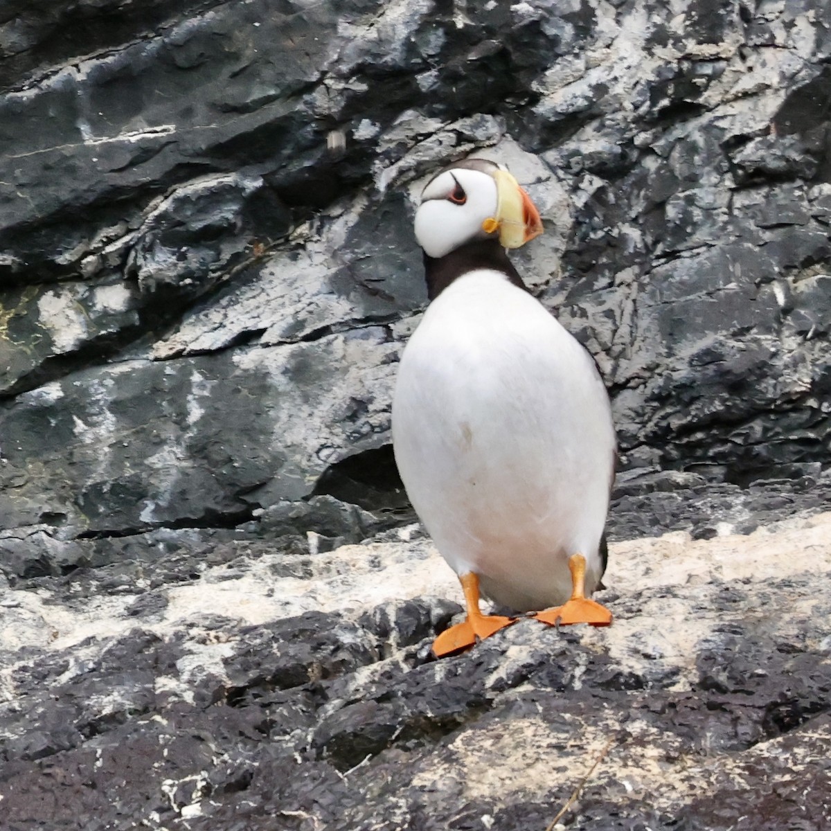 Horned Puffin - ML641409426