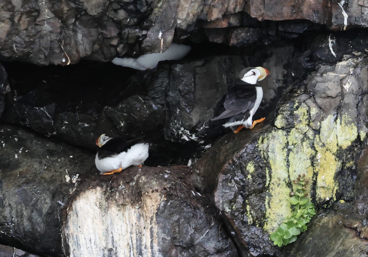 Horned Puffin - ML641409427