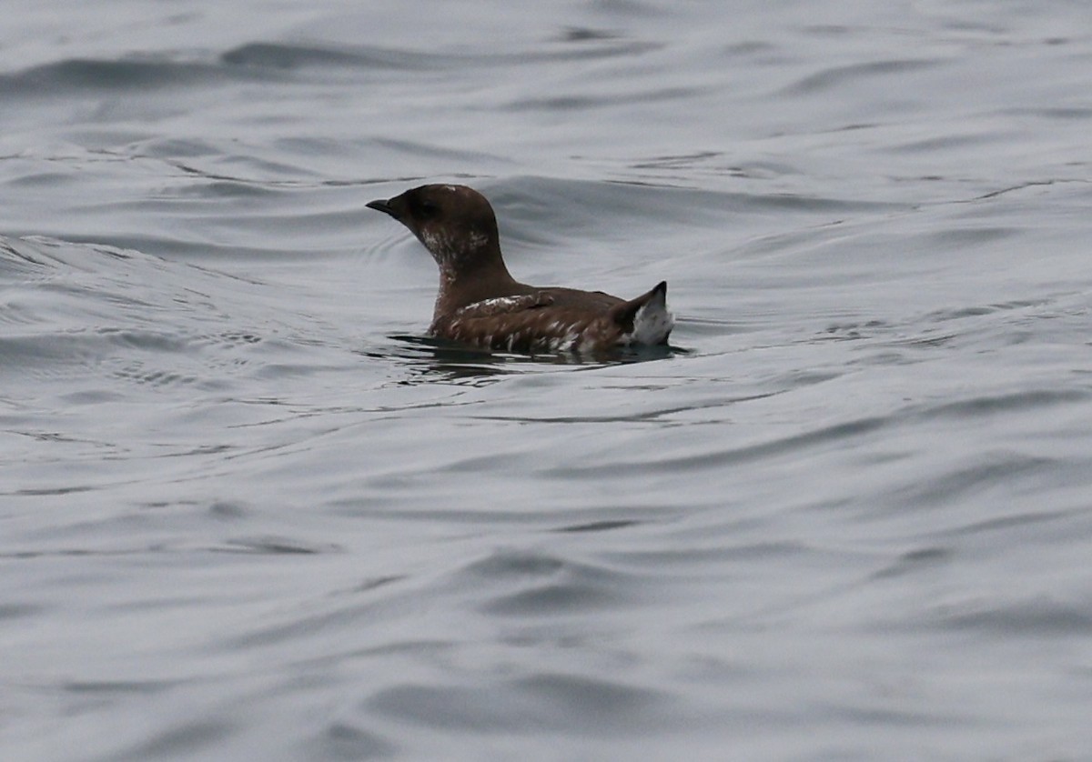 Marbled Murrelet - ML641409429