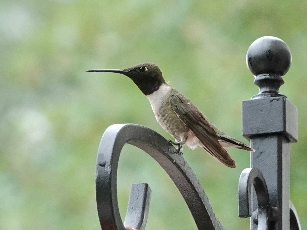 Black-chinned Hummingbird - ML641409437