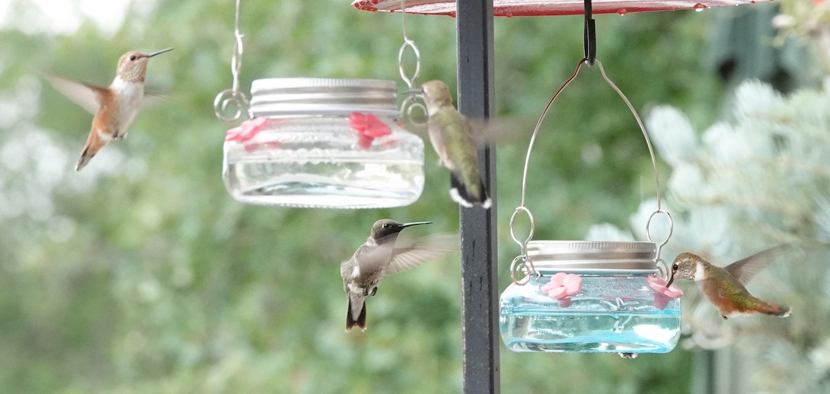 Black-chinned Hummingbird - ML641409438