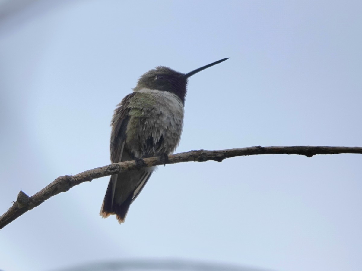 Black-chinned Hummingbird - ML641409439