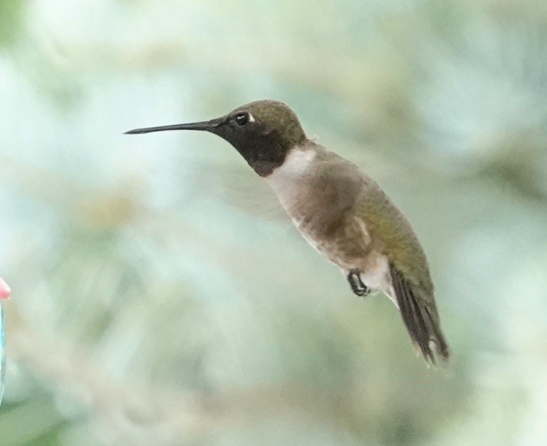 Black-chinned Hummingbird - ML641409440