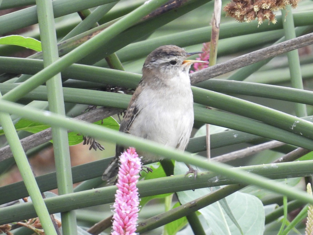 Marsh Wren - ML641409445
