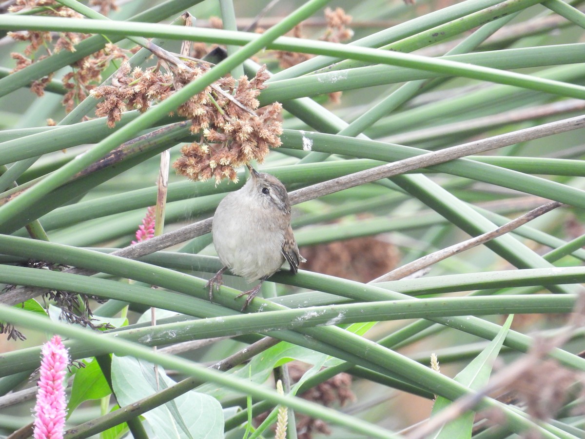 Marsh Wren - ML641409446