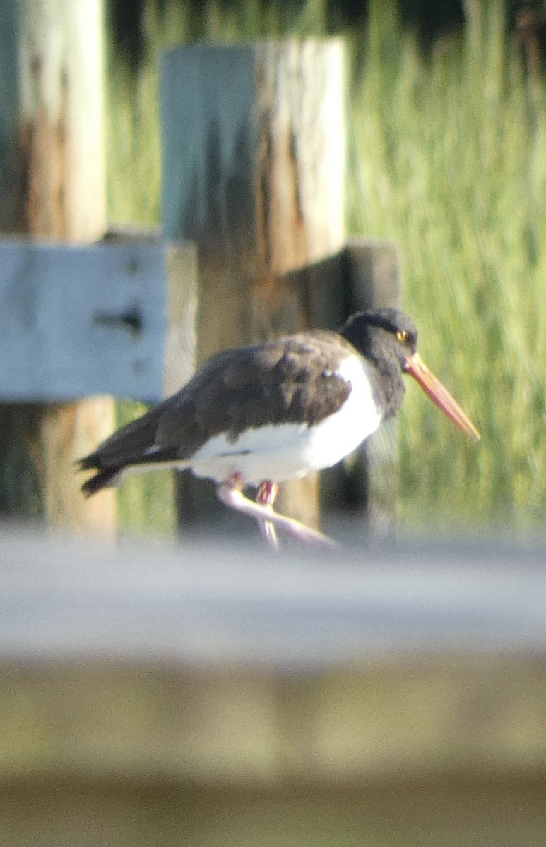 American Oystercatcher - ML641409447