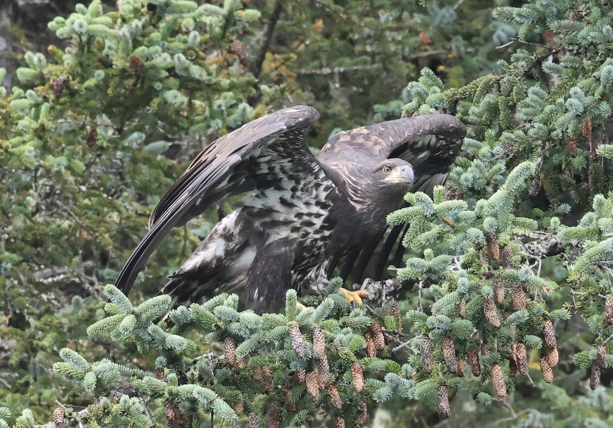 Bald Eagle - ML641409448