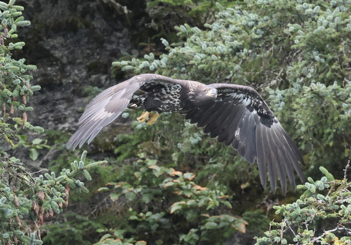 Bald Eagle - ML641409449