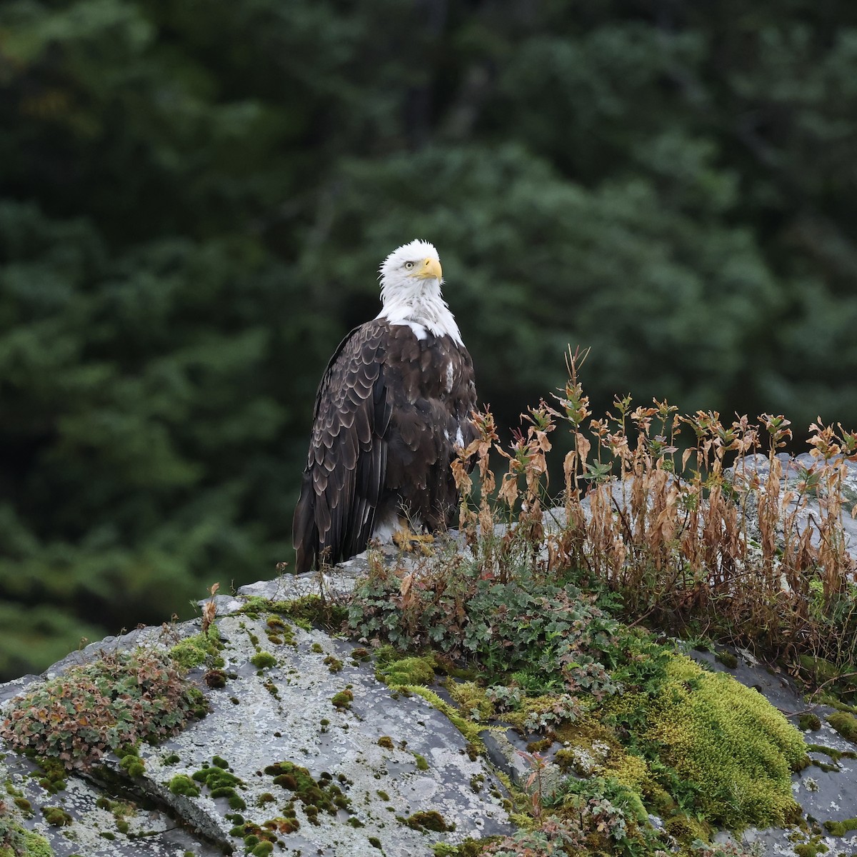Bald Eagle - ML641409450
