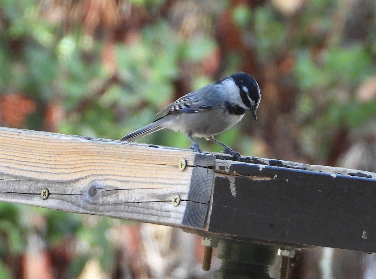 Mountain Chickadee - ML641409451
