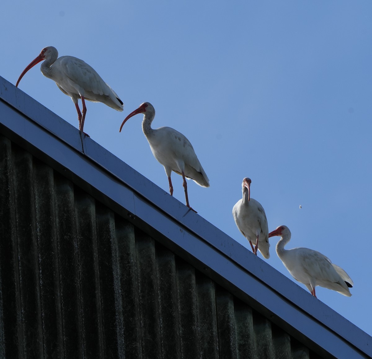 White Ibis - ML641409452