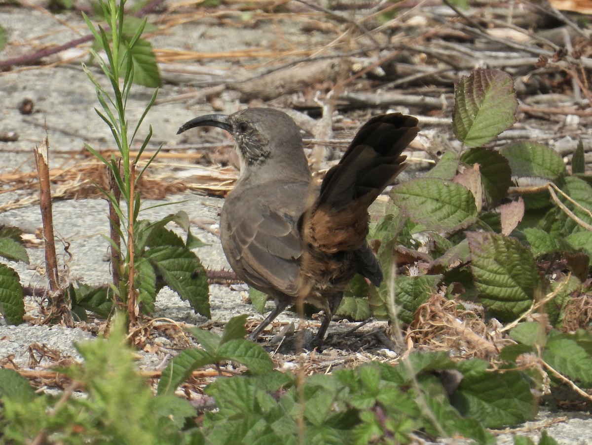 California Thrasher - ML641409458