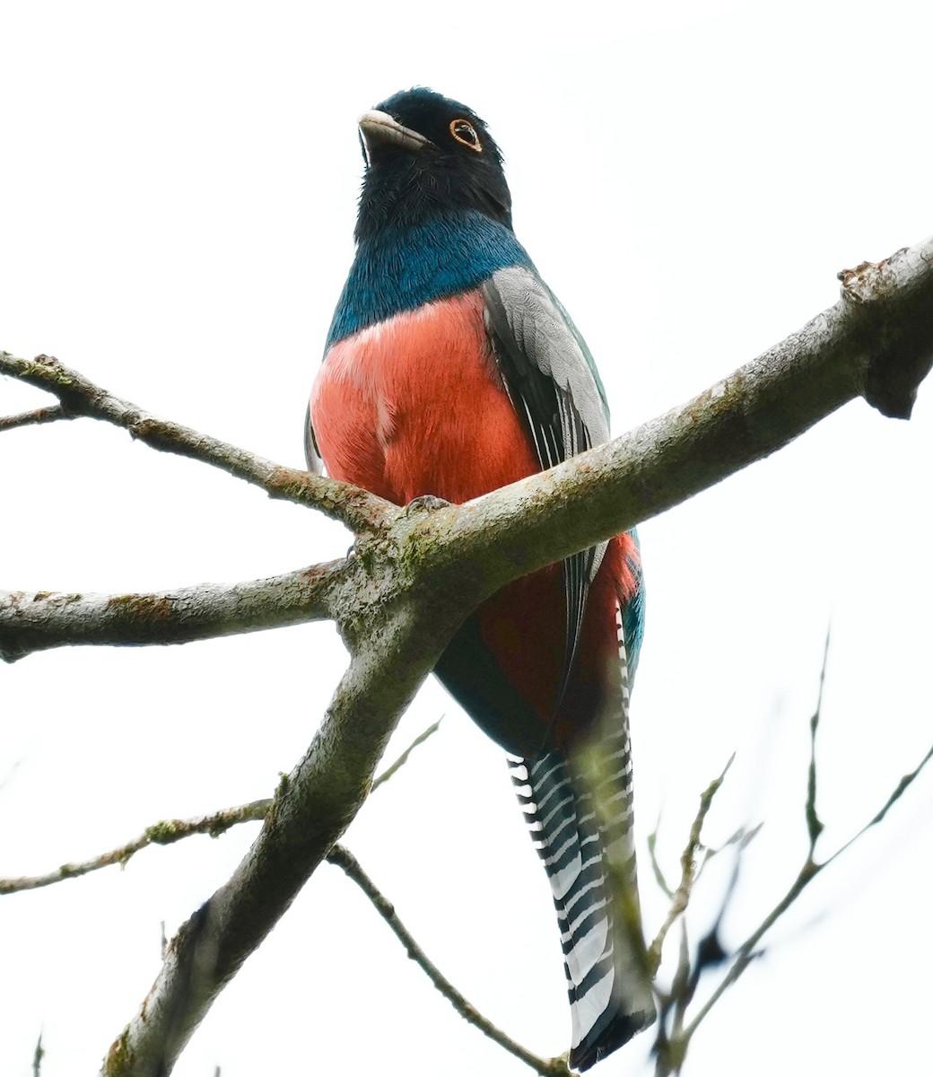 Blue-crowned Trogon - ML641409460