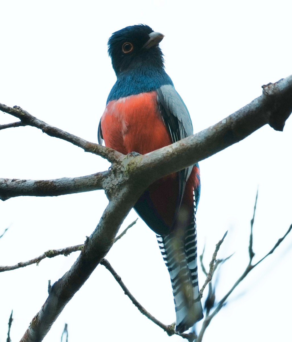 Blue-crowned Trogon - ML641409461