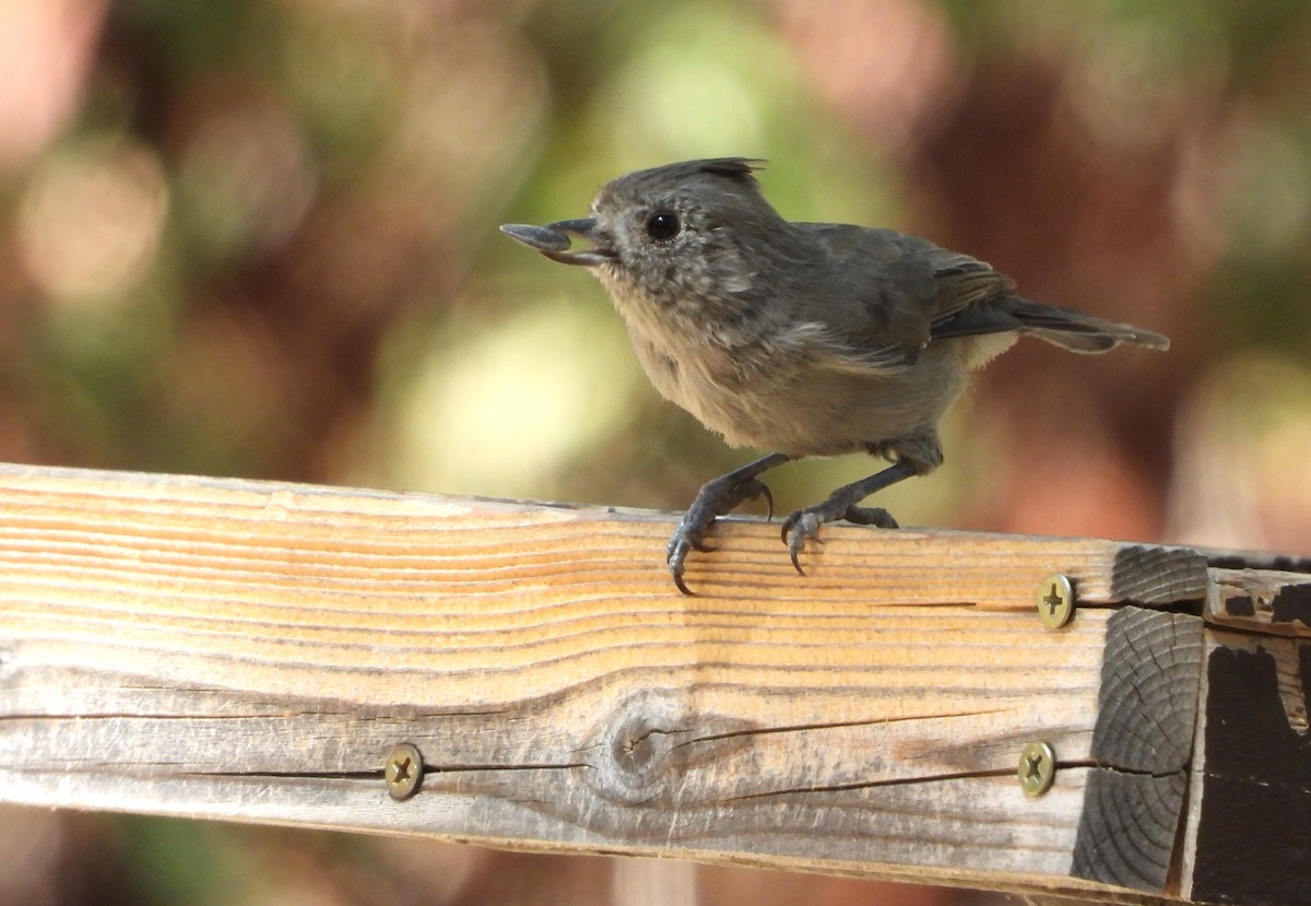 Oak Titmouse - ML641409462