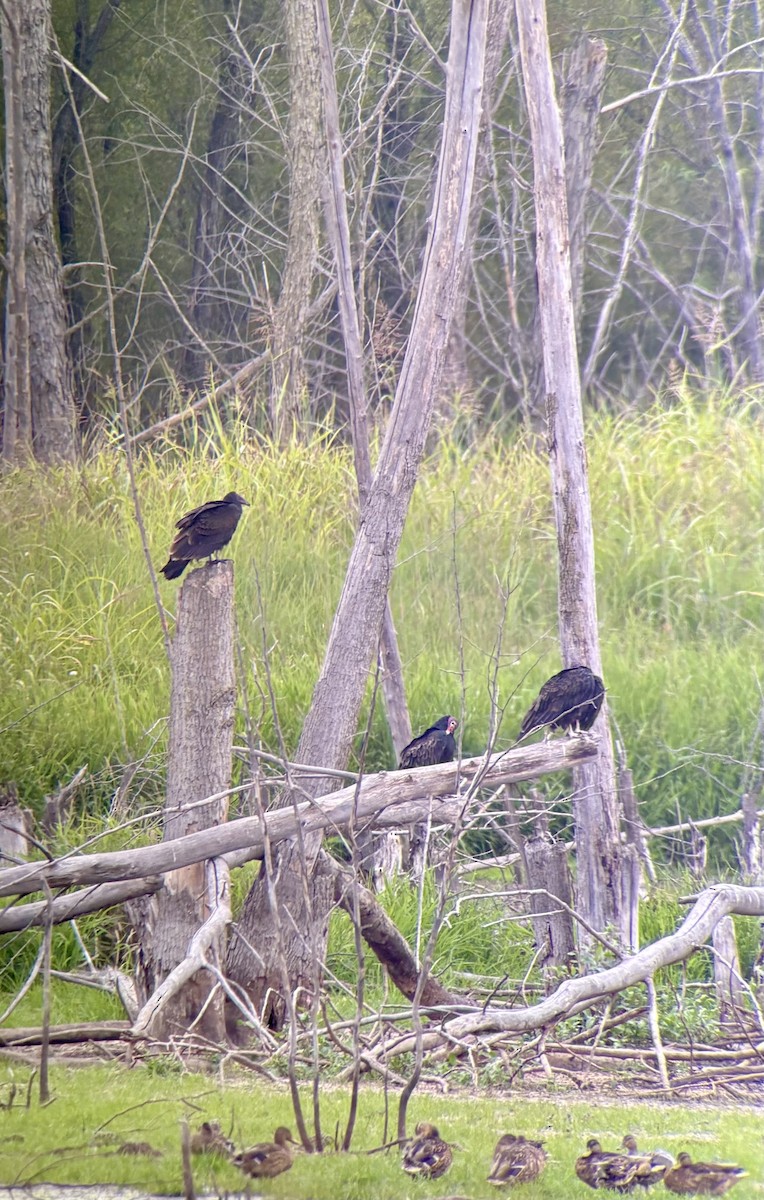 Turkey Vulture - ML641409465
