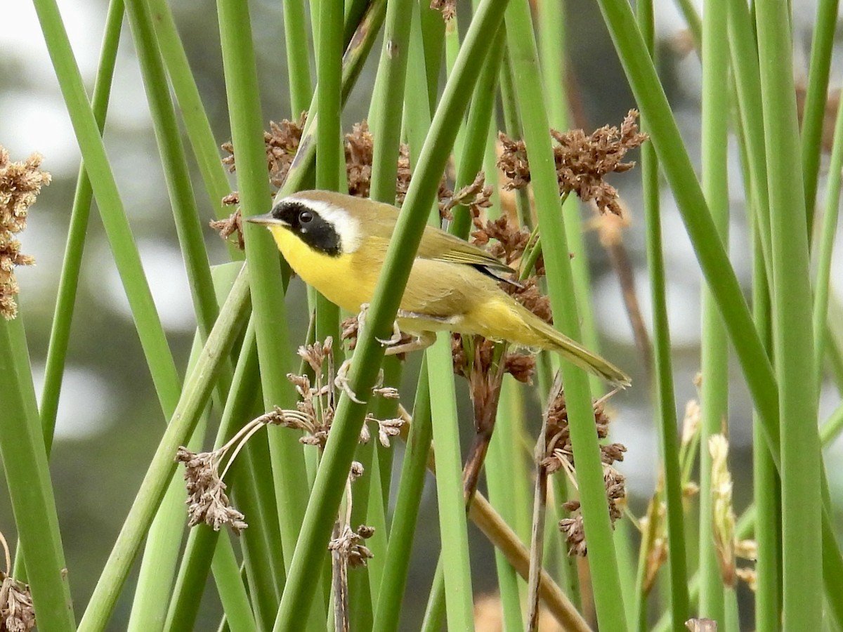 Common Yellowthroat - ML641409466