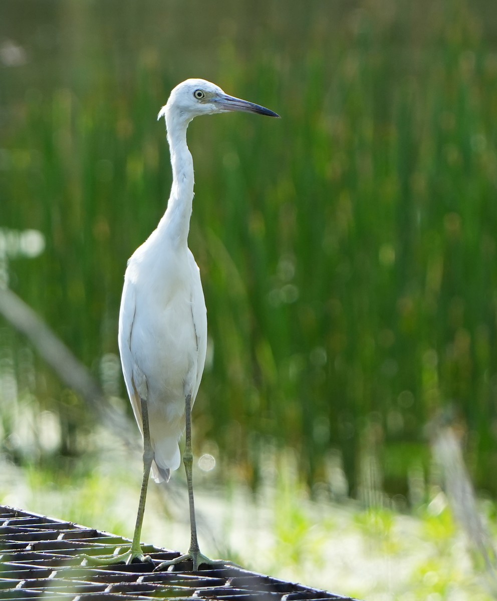 Little Blue Heron - ML641409467