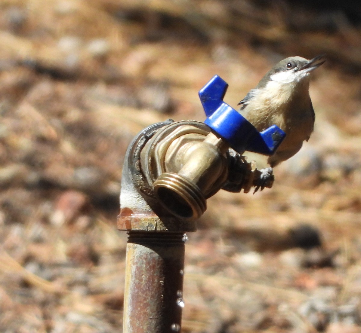 Pygmy Nuthatch - ML641409474