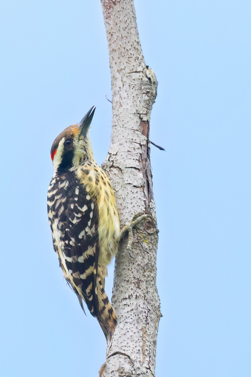Philippine Pygmy Woodpecker - ML641409482
