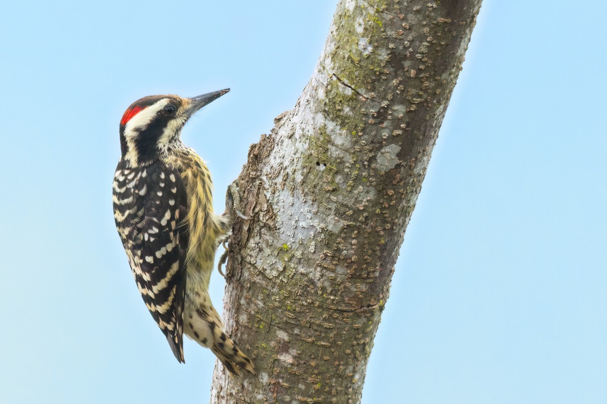 Philippine Pygmy Woodpecker - ML641409485