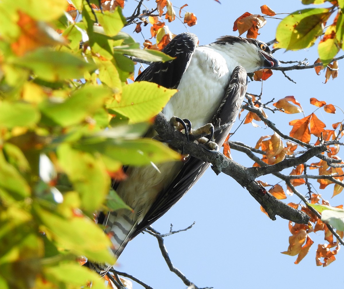 Osprey - ML641409488