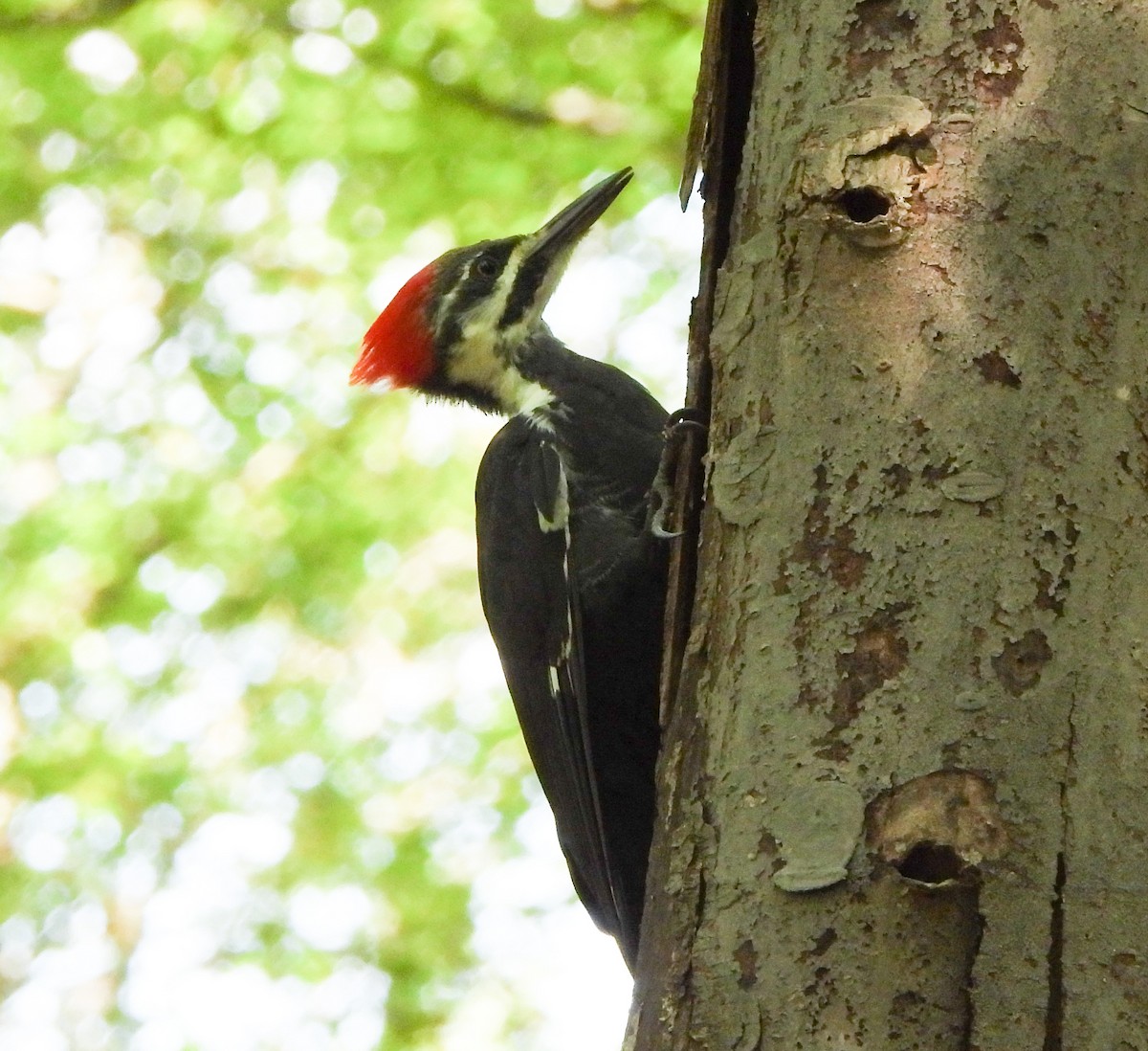 Pileated Woodpecker - ML641409490