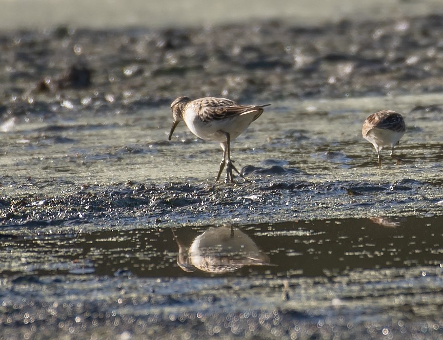 White-rumped Sandpiper - ML641409504