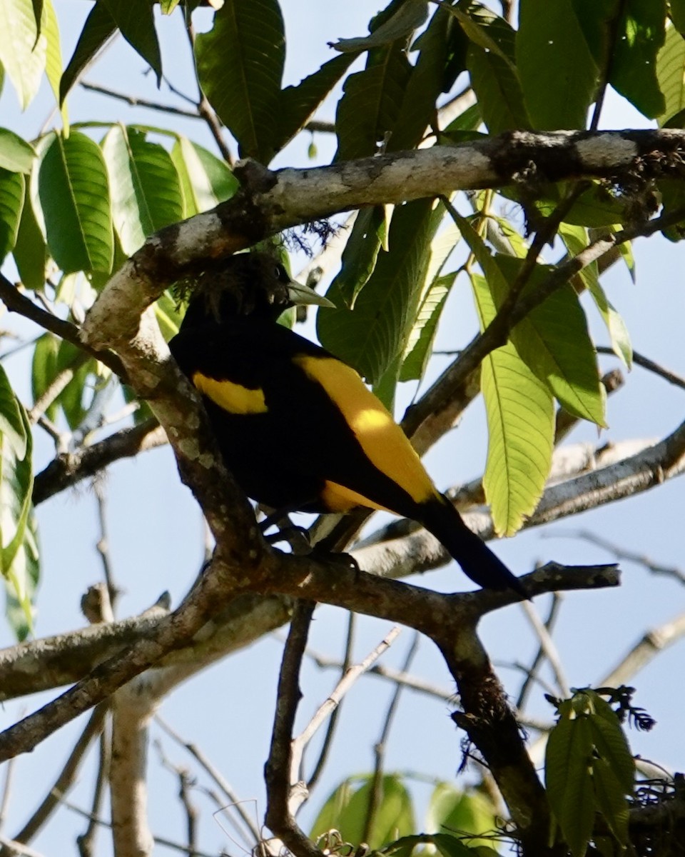 Yellow-rumped Cacique - ML641409505