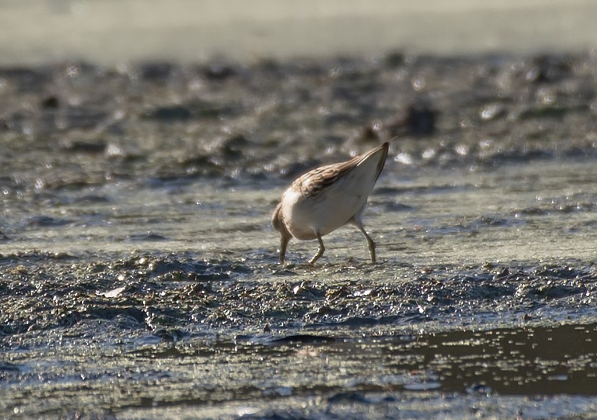 White-rumped Sandpiper - ML641409506