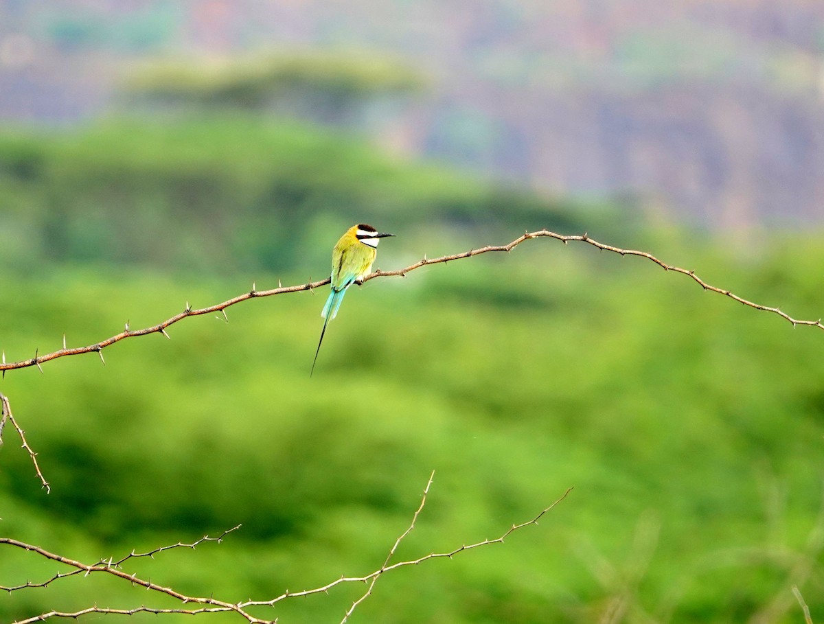 White-throated Bee-eater - ML641409507