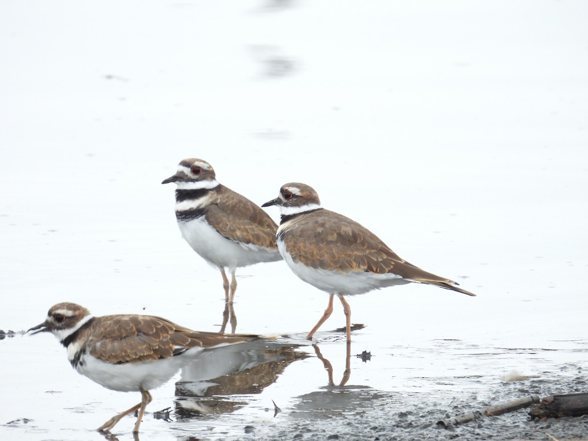 Killdeer - ML641409508