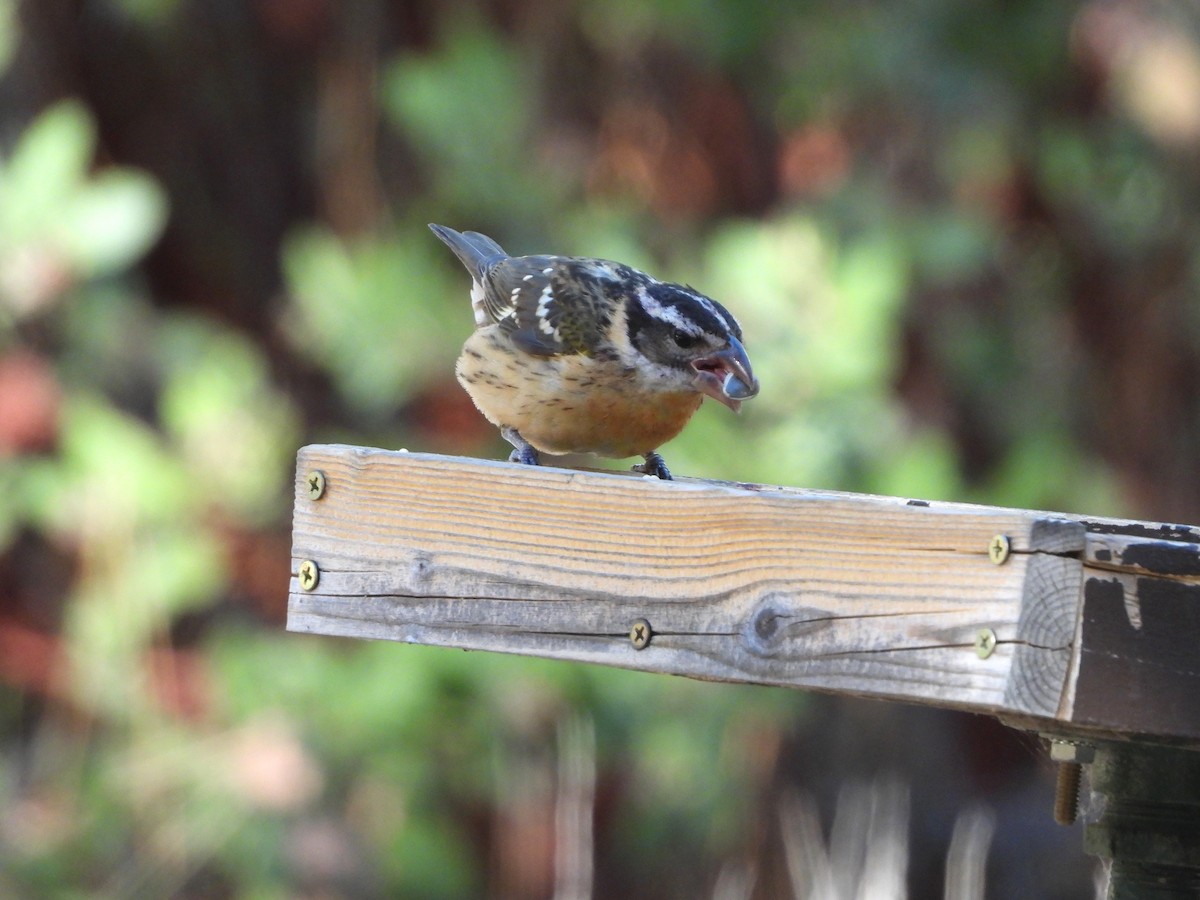 Black-headed Grosbeak - ML641409509