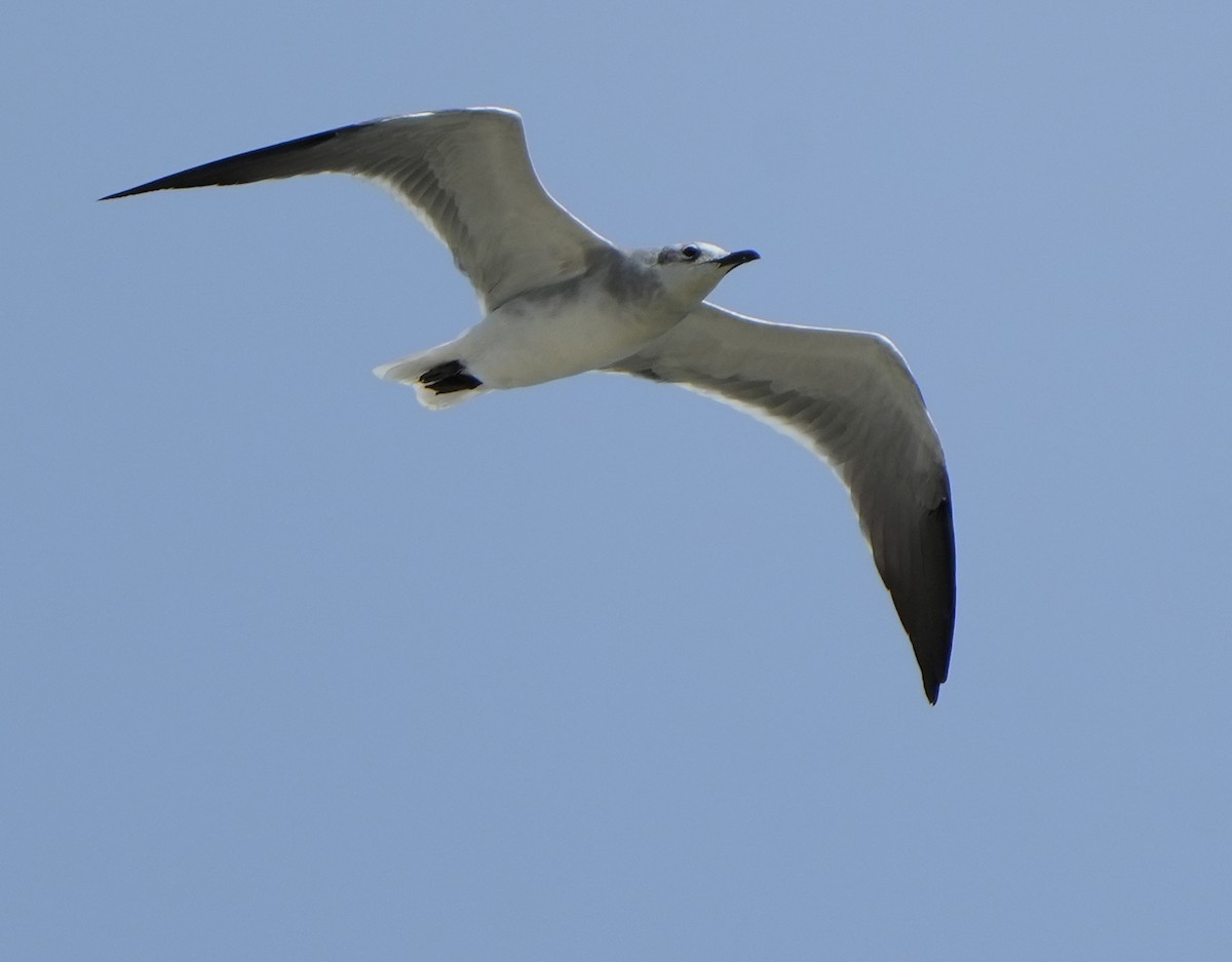 Laughing Gull - ML641409512