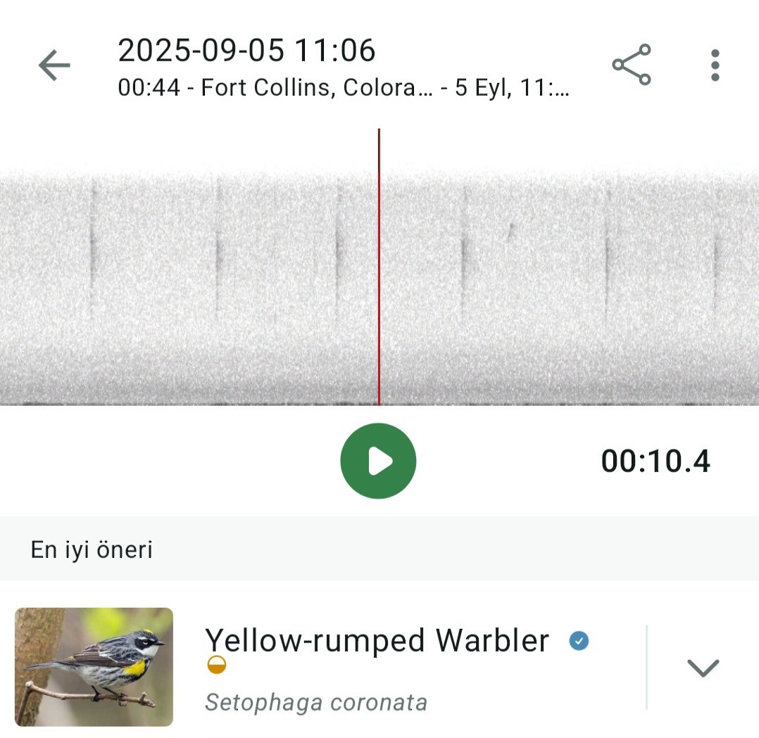 Yellow-rumped Warbler - ML641409513