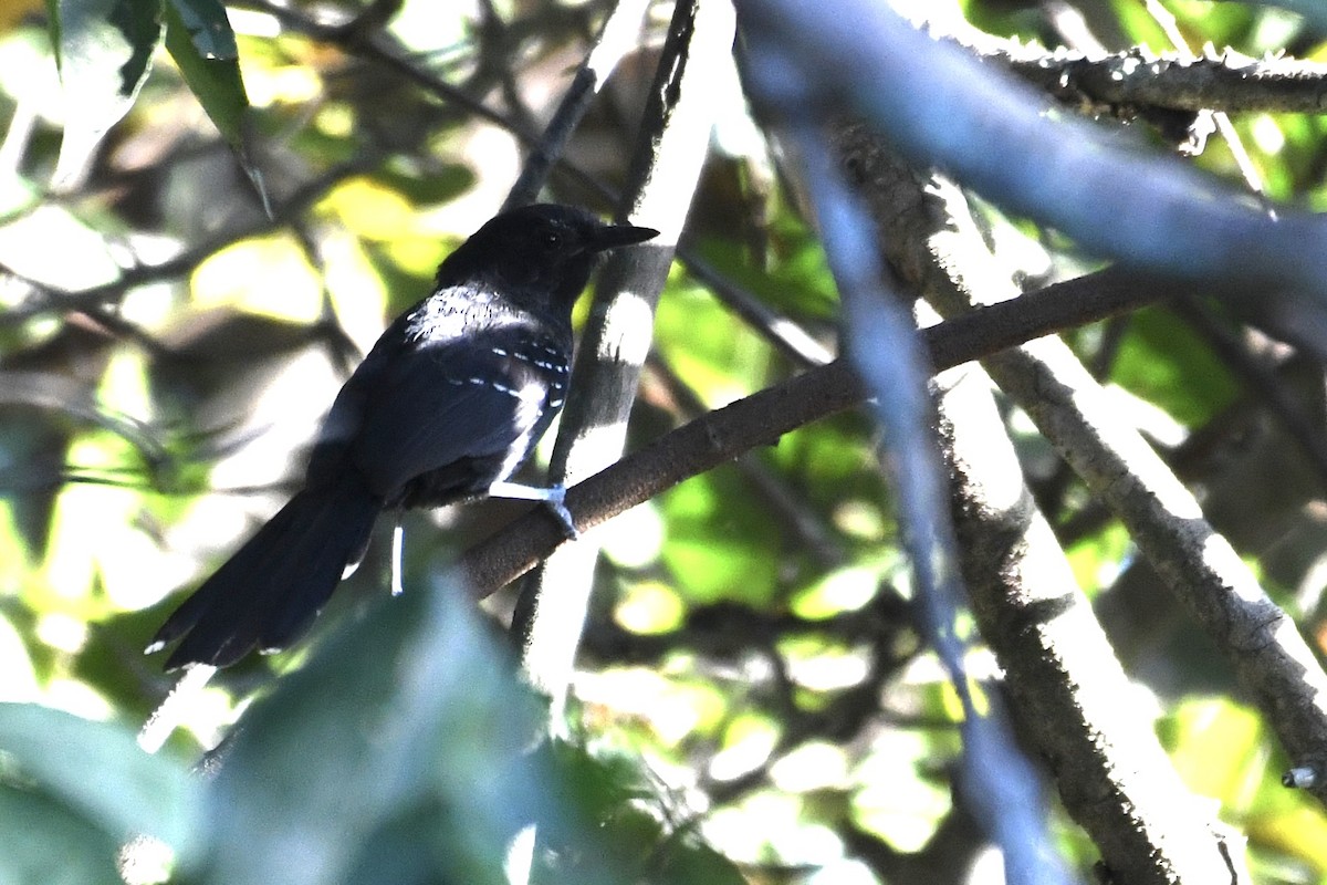 Mato Grosso Antbird - ML641409514