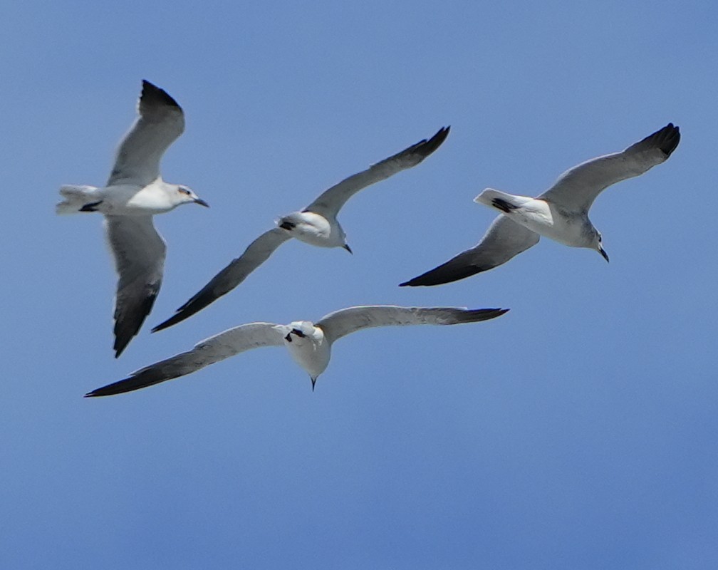 Laughing Gull - ML641409517