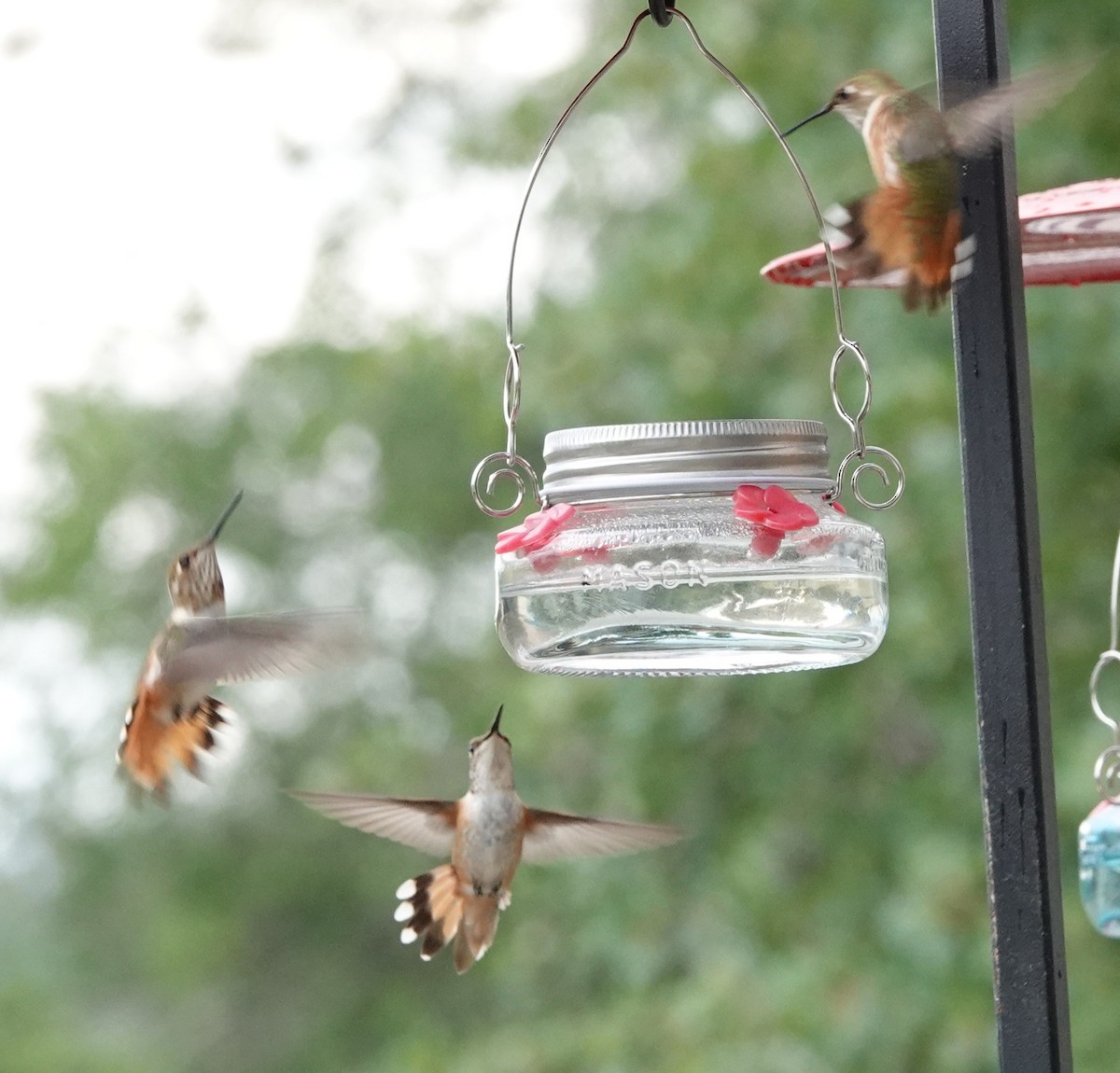 Colibrí Rufo - ML641409519