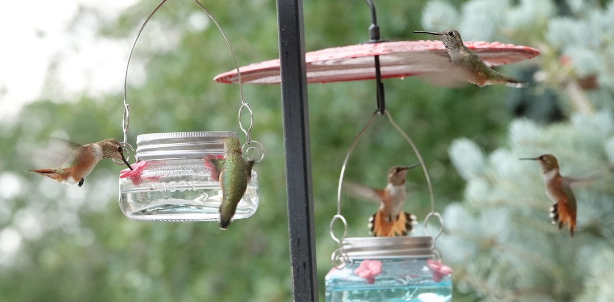 Colibrí Rufo - ML641409520