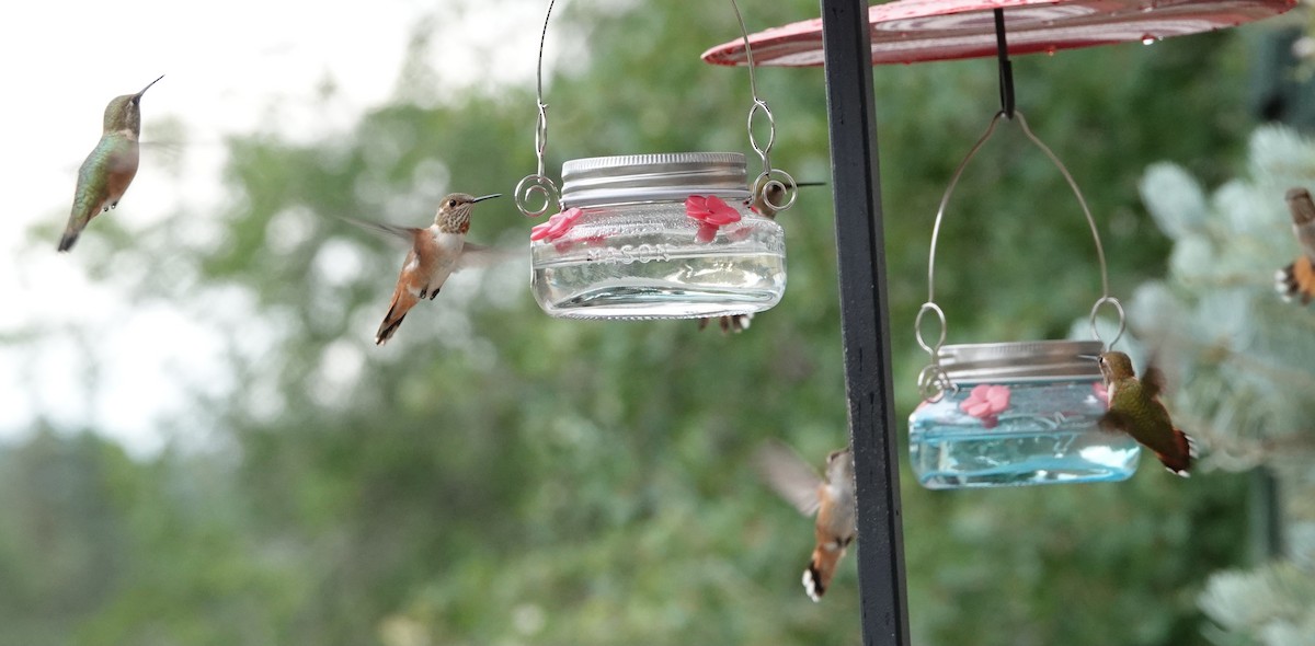 Colibrí Rufo - ML641409521