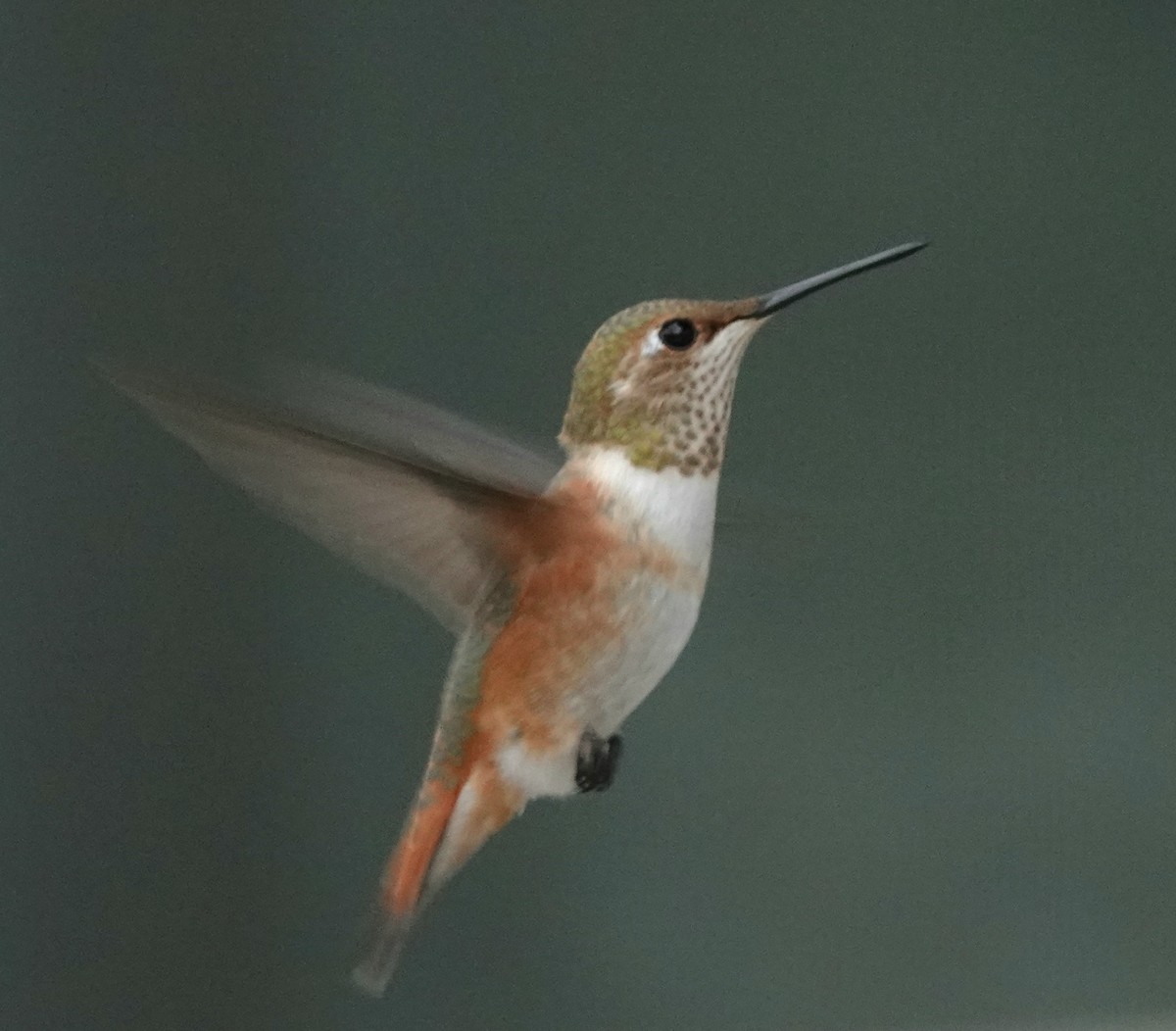 Colibrí Rufo - ML641409522