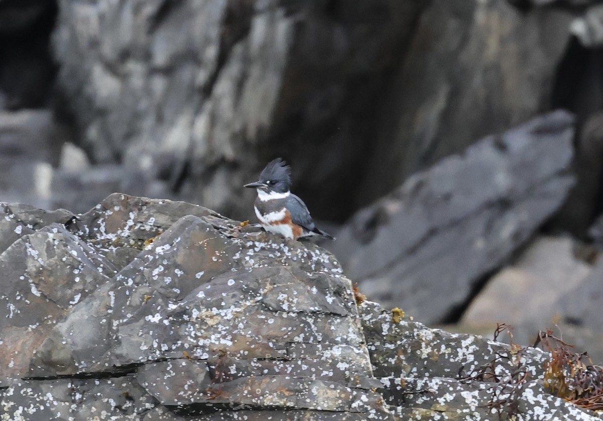 Belted Kingfisher - ML641409523