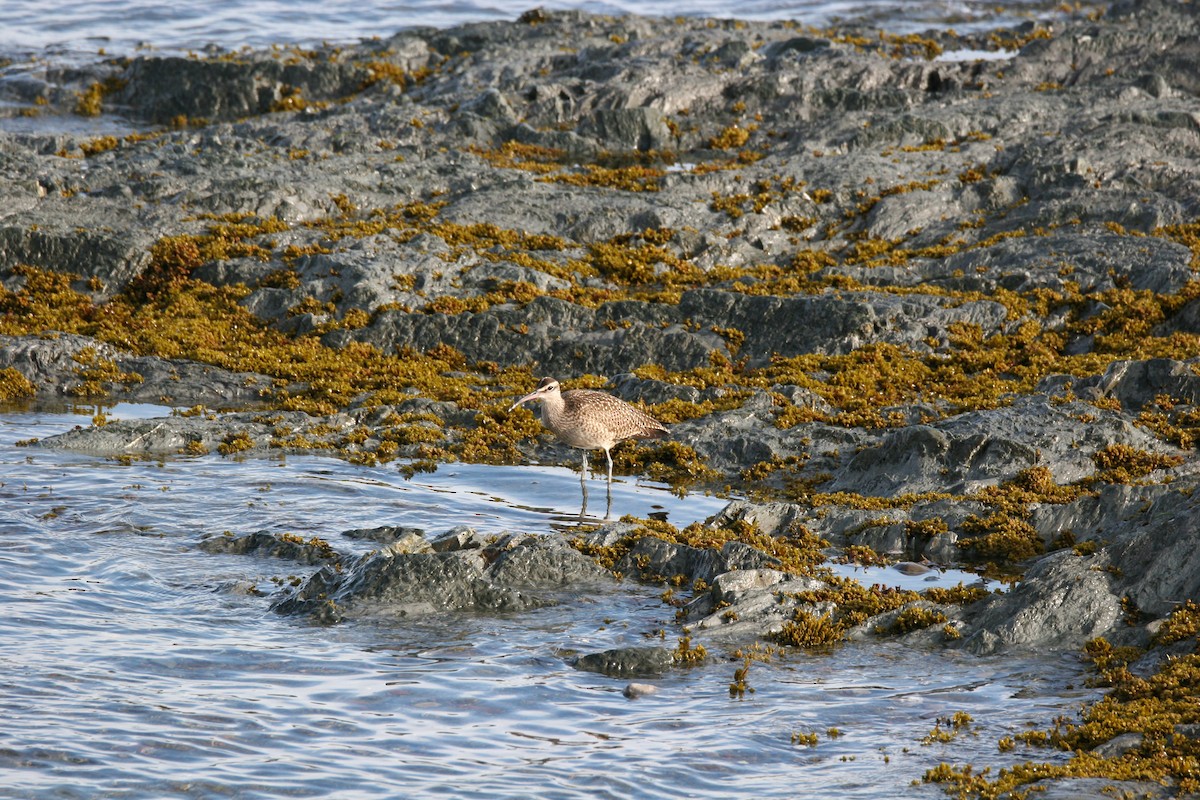 Whimbrel - ML641409524