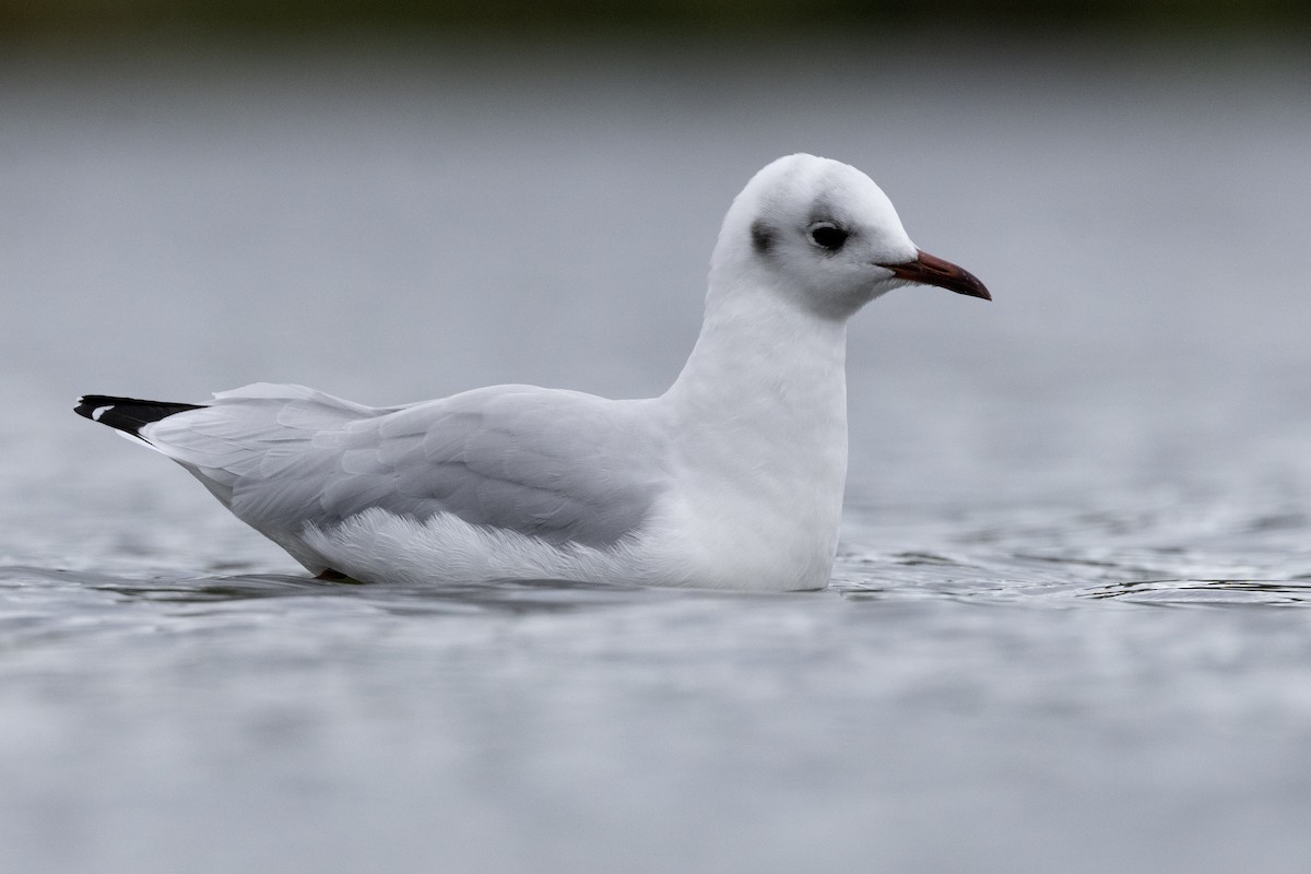 Black-headed Gull - ML641409525