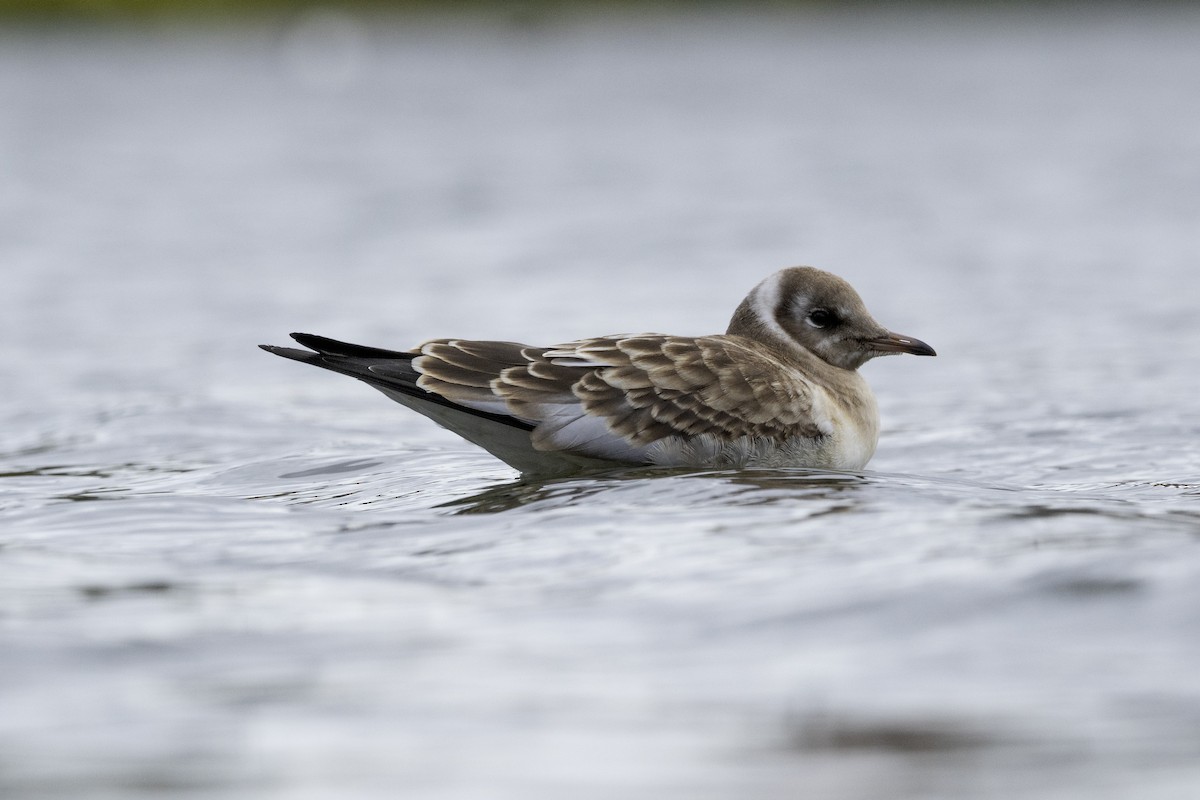 Black-headed Gull - ML641409526